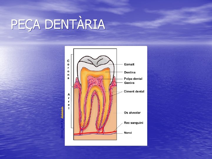Seccio_dent by Asbestos PEÇA DENTÀRIA 