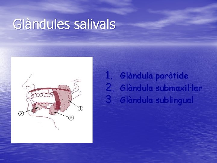 Glàndules salivals 1. Glàndula paròtide 2. Glàndula submaxil·lar 3. Glàndula sublingual 