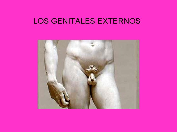 LOS GENITALES EXTERNOS 