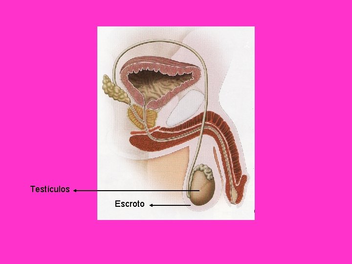 Testículos Escroto 