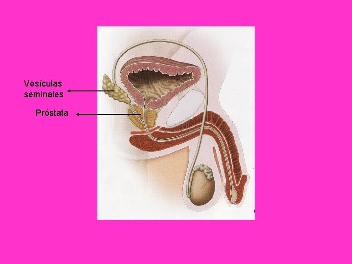 Vesículas seminales Próstata 