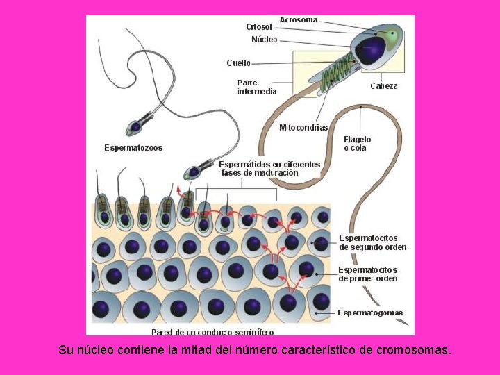 Su núcleo contiene la mitad del número característico de cromosomas. 