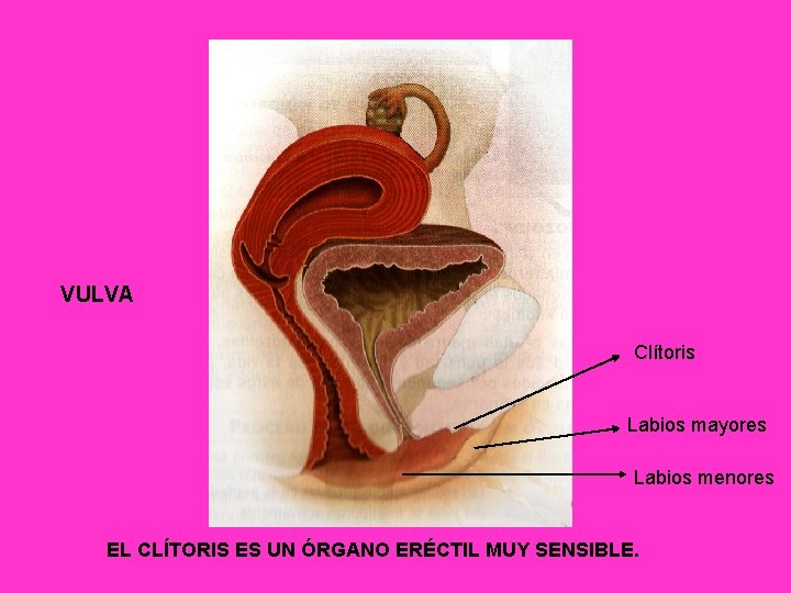 VULVA Clítoris Labios mayores Labios menores EL CLÍTORIS ES UN ÓRGANO ERÉCTIL MUY SENSIBLE.