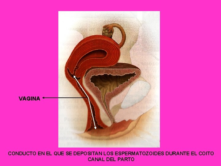 VAGINA CONDUCTO EN EL QUE SE DEPOSITAN LOS ESPERMATOZOIDES DURANTE EL COITO CANAL DEL