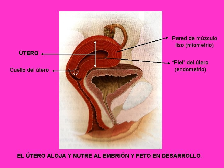 Pared de músculo liso (miometrio) ÚTERO Cuello del útero “Piel” del útero (endometrio) EL