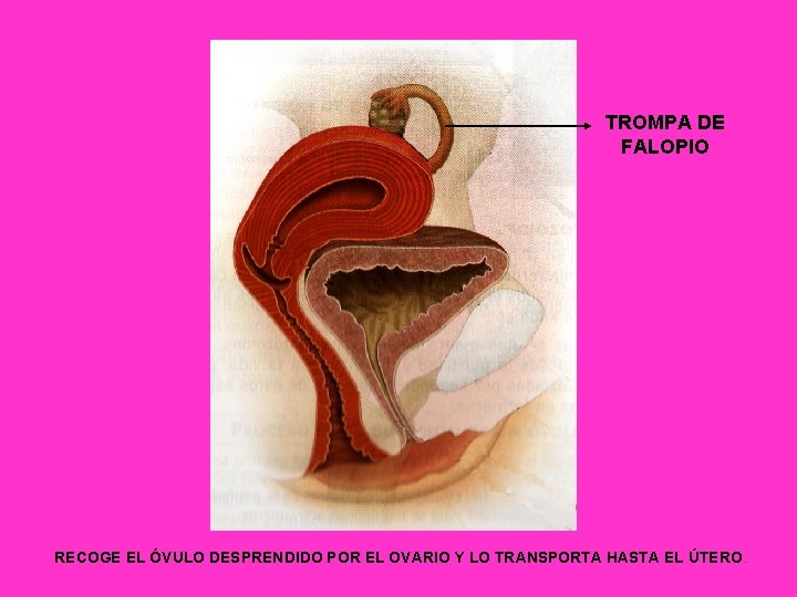 TROMPA DE FALOPIO RECOGE EL ÓVULO DESPRENDIDO POR EL OVARIO Y LO TRANSPORTA HASTA TROMPA DE FALOPIO RECOGE EL ÓVULO DESPRENDIDO POR EL OVARIO Y LO TRANSPORTA HASTA