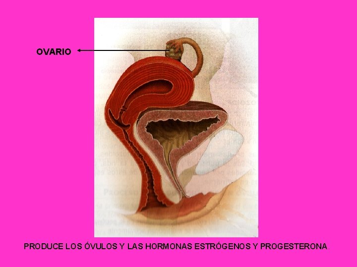 OVARIO PRODUCE LOS ÓVULOS Y LAS HORMONAS ESTRÓGENOS Y PROGESTERONA. 