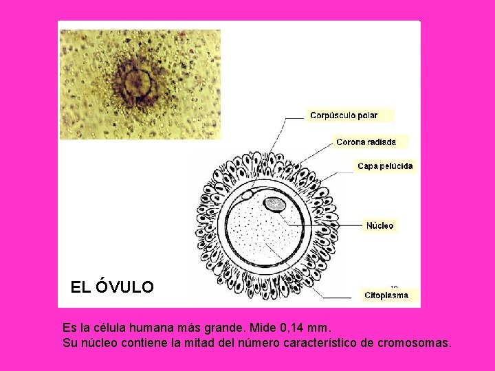 EL ÓVULO Es la célula humana más grande. Mide 0, 14 mm. Su núcleo EL ÓVULO Es la célula humana más grande. Mide 0, 14 mm. Su núcleo