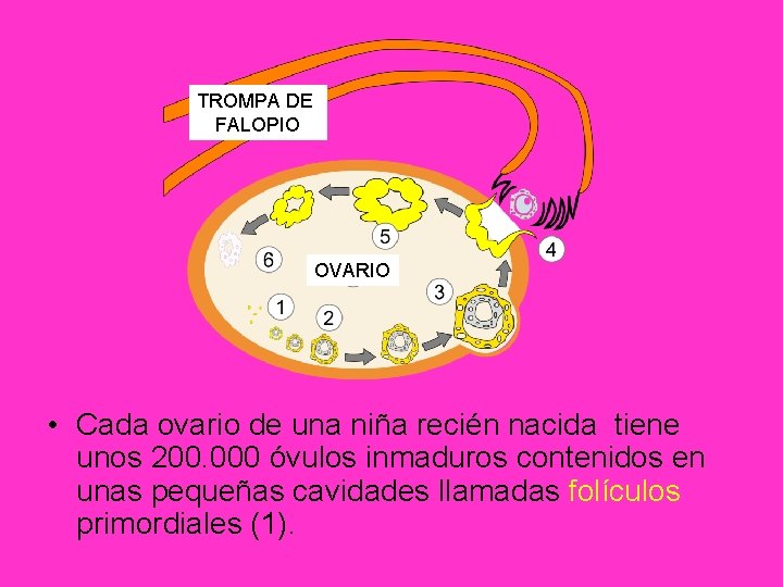 TROMPA DE FALOPIO OVARIO • Cada ovario de una niña recién nacida tiene unos