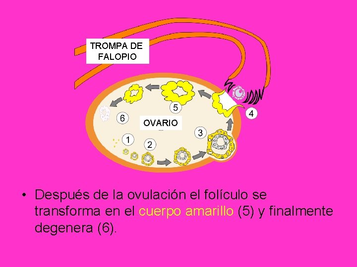 TROMPA DE FALOPIO OVARIO • Después de la ovulación el folículo se transforma en