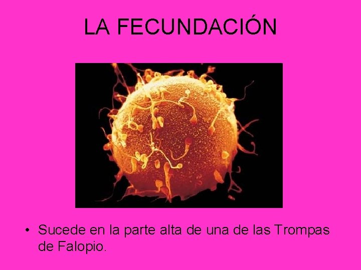 LA FECUNDACIÓN • Sucede en la parte alta de una de las Trompas de