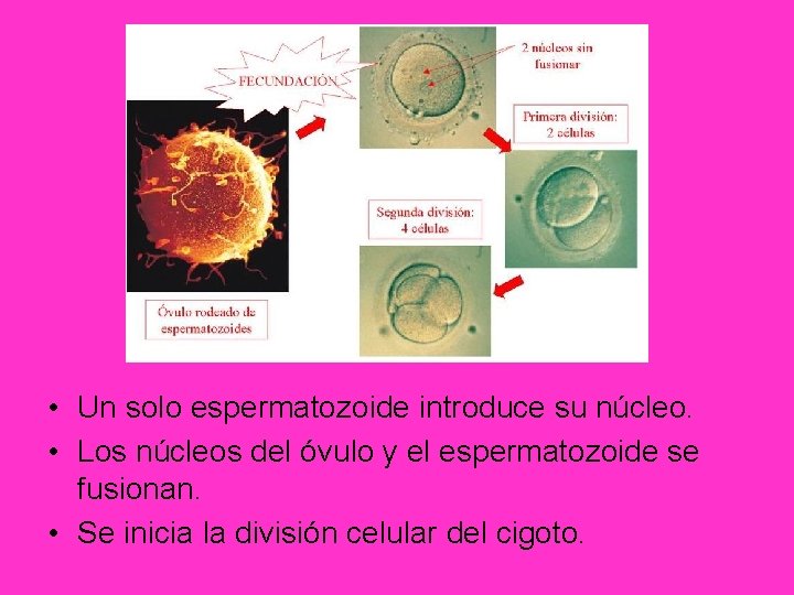  • Un solo espermatozoide introduce su núcleo. • Los núcleos del óvulo y