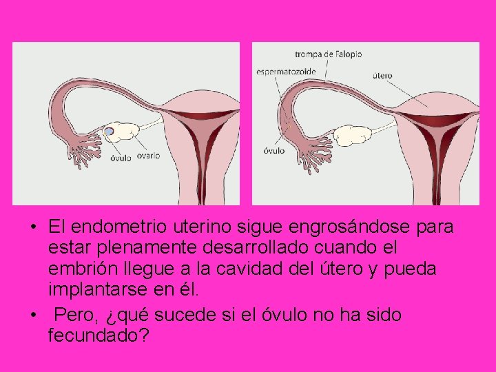  • El endometrio uterino sigue engrosándose para estar plenamente desarrollado cuando el embrión