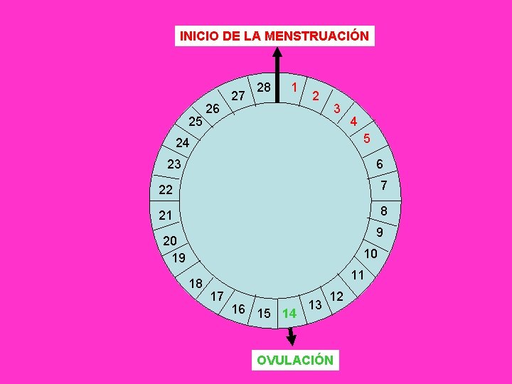 INICIO DE LA MENSTRUACIÓN 25 26 27 28 1 2 3 4 5 24