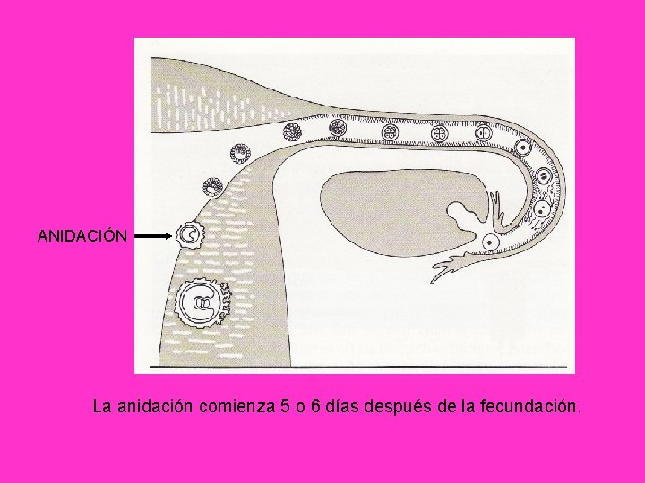 ANIDACIÓN La anidación comienza 5 o 6 días después de la fecundación. 