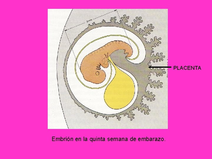 PLACENTA Embrión en la quinta semana de embarazo. 