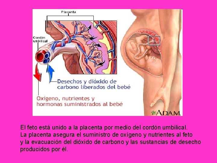 El feto está unido a la placenta por medio del cordón umbilical. La placenta