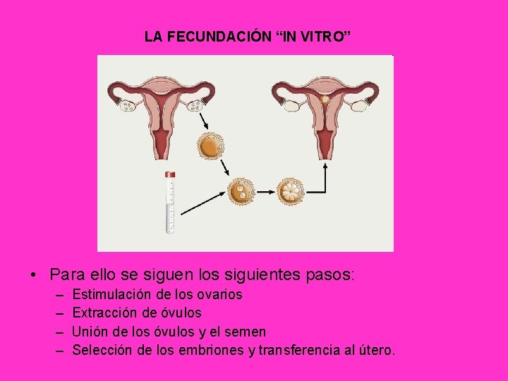 LA FECUNDACIÓN “IN VITRO” • Para ello se siguen los siguientes pasos: – –