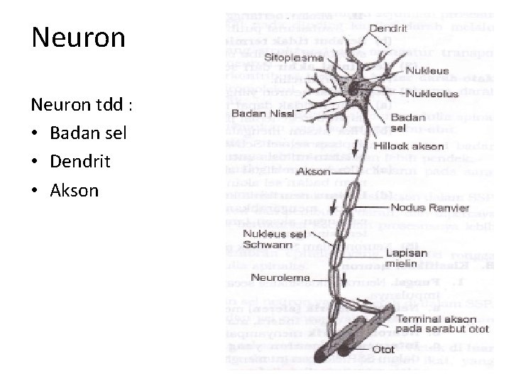Neuron tdd : • Badan sel • Dendrit • Akson 