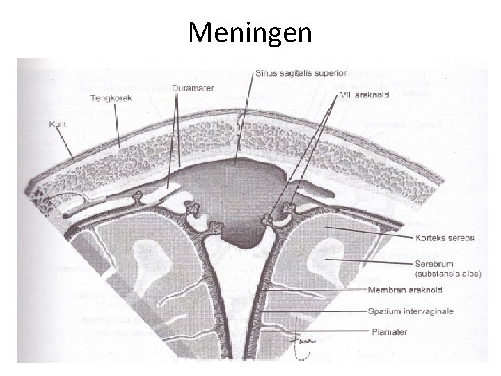 Meningen 