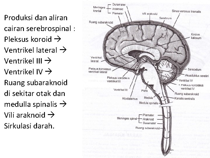 Produksi dan aliran cairan serebrospinal : Pleksus koroid Ventrikel lateral Ventrikel III Ventrikel IV