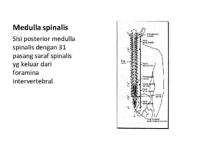 Medulla spinalis Sisi posterior medulla spinalis dengan 31 pasang saraf spinalis yg keluar dari