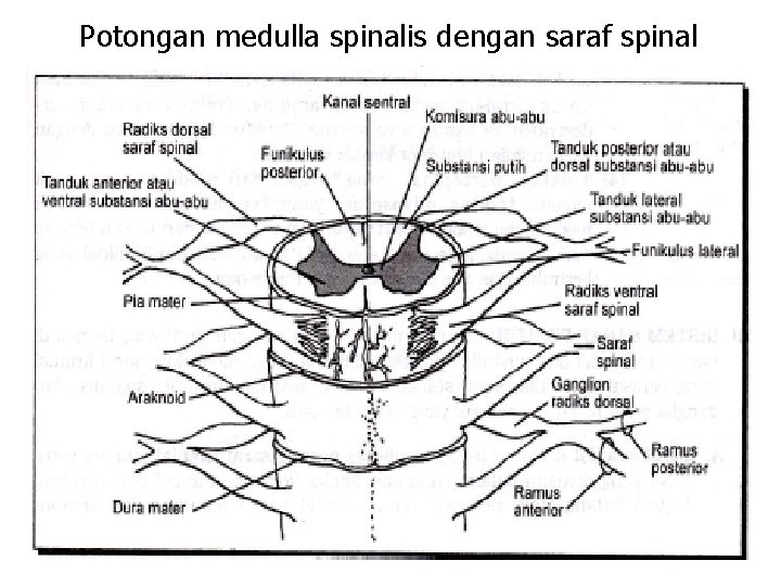 Potongan medulla spinalis dengan saraf spinal 