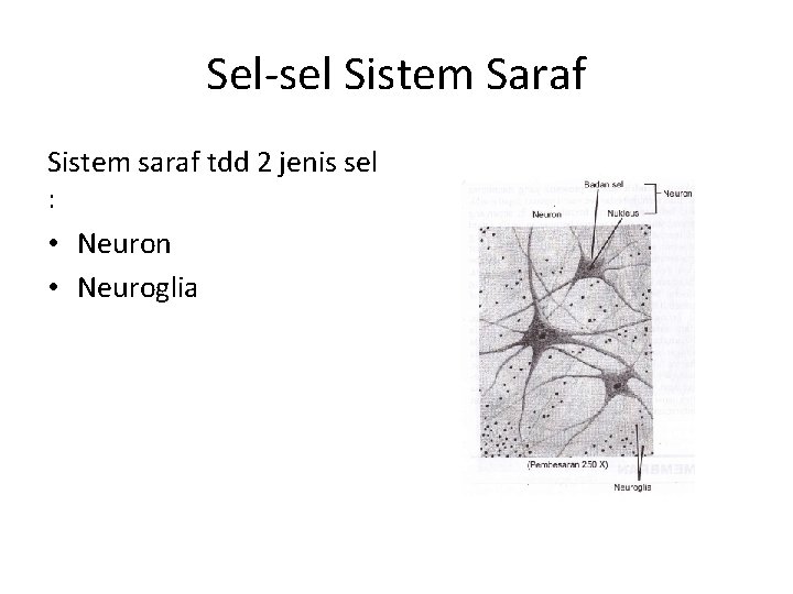 Sel-sel Sistem Saraf Sistem saraf tdd 2 jenis sel : • Neuron • Neuroglia