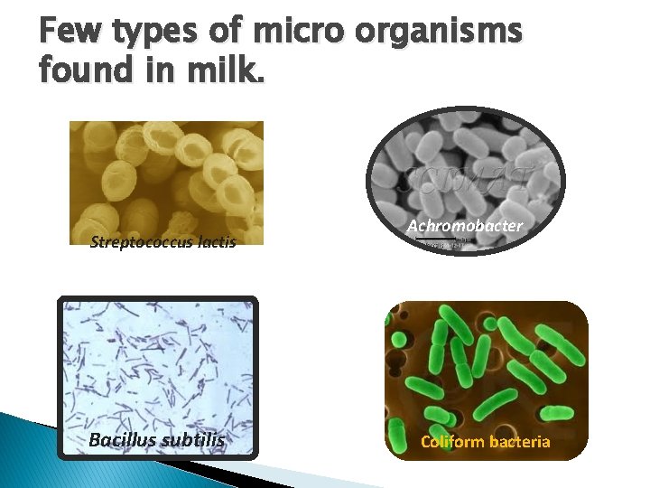 Few types of micro organisms found in milk. Streptococcus lactis Bacillus subtilis Achromobacter Coliform