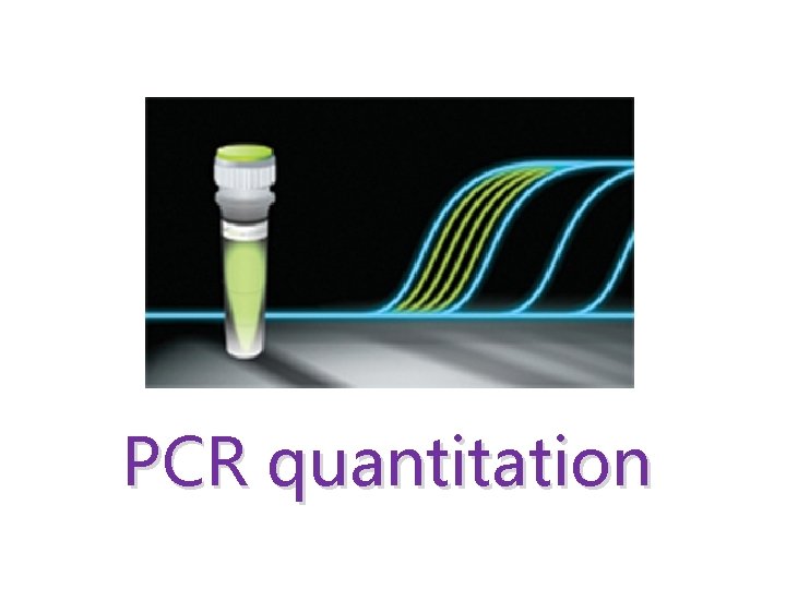 PCR quantitation 