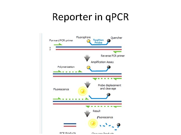 Reporter in q. PCR 