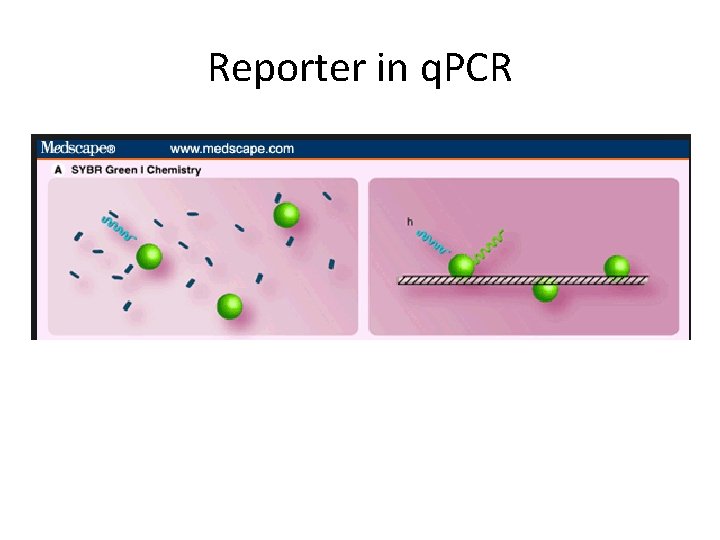 Reporter in q. PCR 