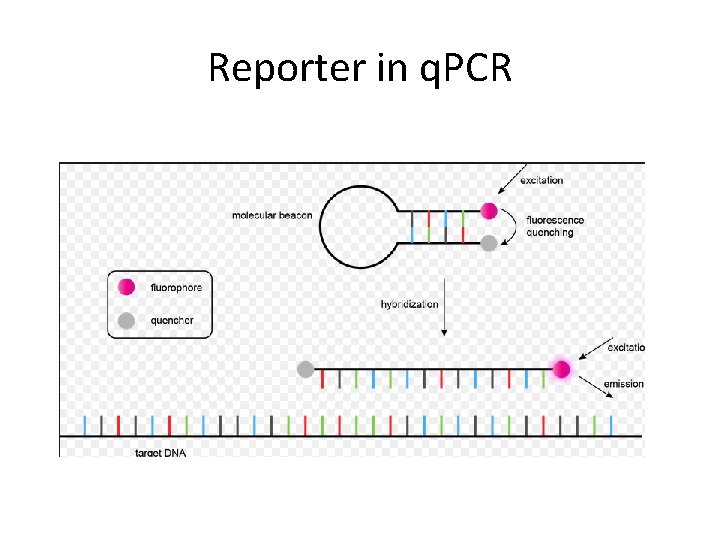 Reporter in q. PCR 