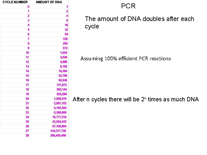 PCR The amount of DNA doubles after each cycle Assuming 100% efficient PCR reactions