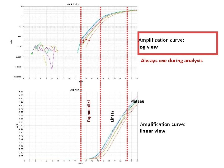 Amplification curve: log view Plateau Linear Exponential Always use during analysis Amplification curve: linear