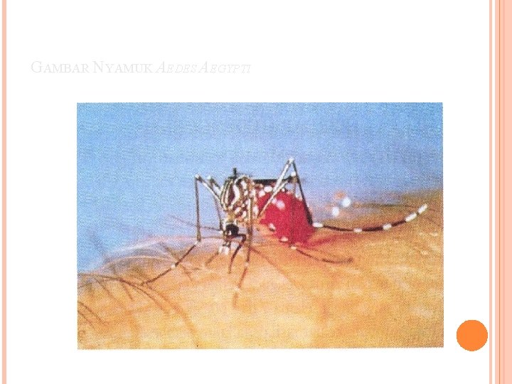 GAMBAR NYAMUK AEDES AEGYPTI 