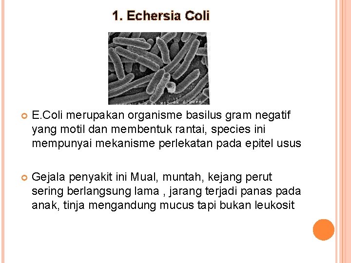 1. Echersia Coli E. Coli merupakan organisme basilus gram negatif yang motil dan membentuk