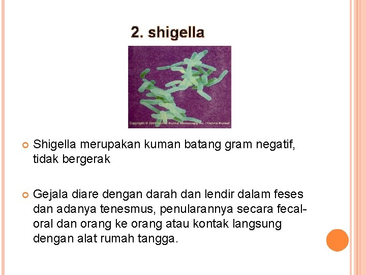 2. shigella Shigella merupakan kuman batang gram negatif, tidak bergerak Gejala diare dengan darah
