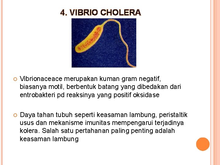 4. VIBRIO CHOLERA Vibrionaceace merupakan kuman gram negatif, biasanya motil, berbentuk batang yang dibedakan