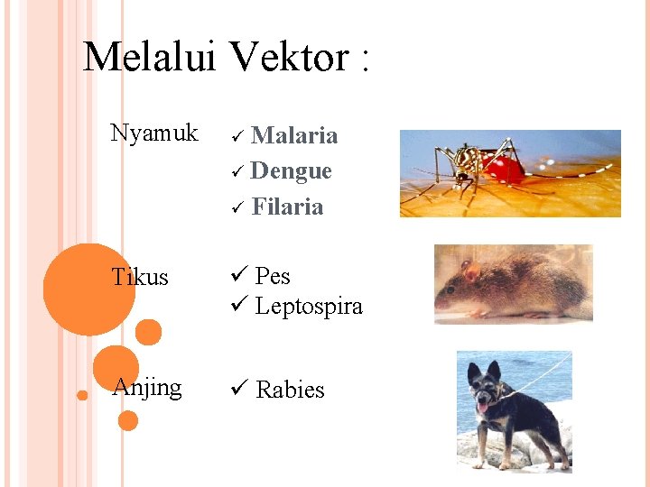 Melalui Vektor : Nyamuk ü Tikus ü Pes ü Leptospira Anjing ü Rabies Malaria