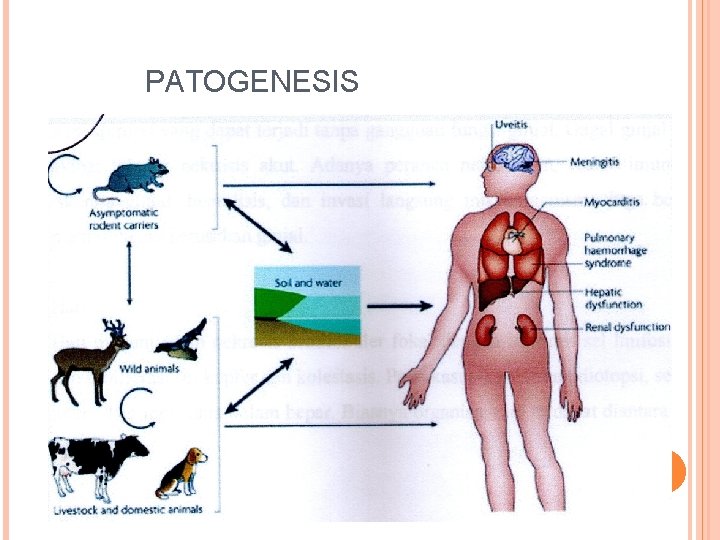 PATOGENESIS 5 0 6/8/2021 