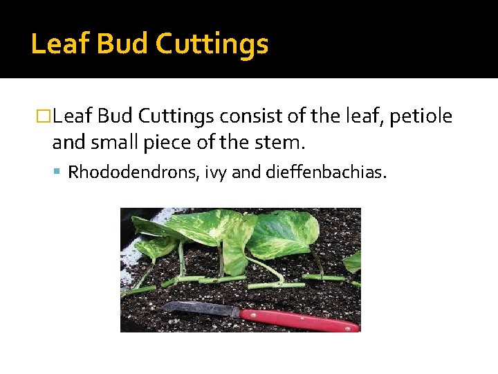 Leaf Bud Cuttings �Leaf Bud Cuttings consist of the leaf, petiole and small piece