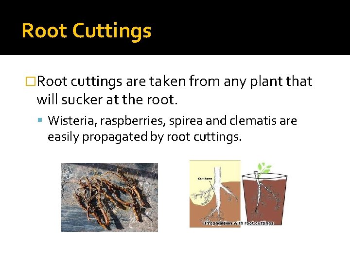 Root Cuttings �Root cuttings are taken from any plant that will sucker at the