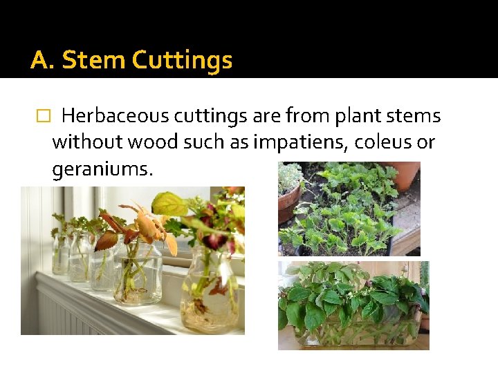 A. Stem Cuttings Herbaceous cuttings are from plant stems without wood such as impatiens,