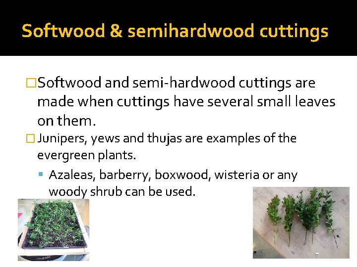 Softwood & semihardwood cuttings �Softwood and semi-hardwood cuttings are made when cuttings have several