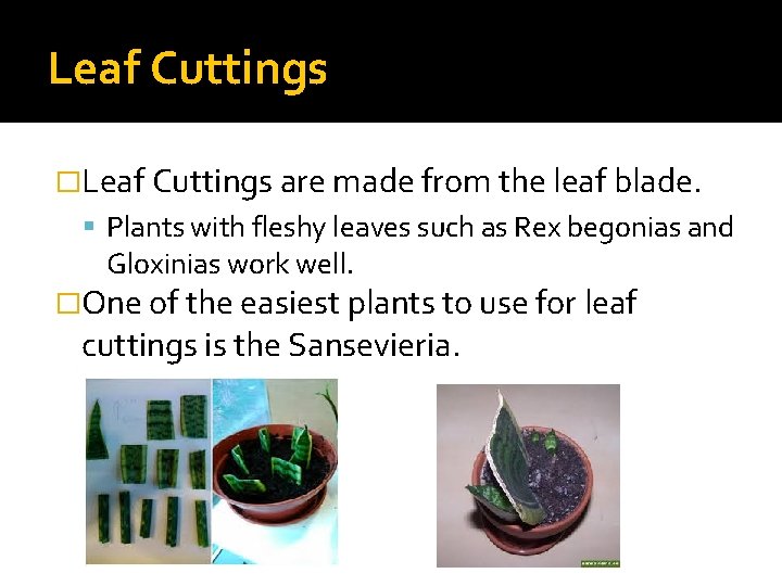 Leaf Cuttings �Leaf Cuttings are made from the leaf blade. Plants with fleshy leaves