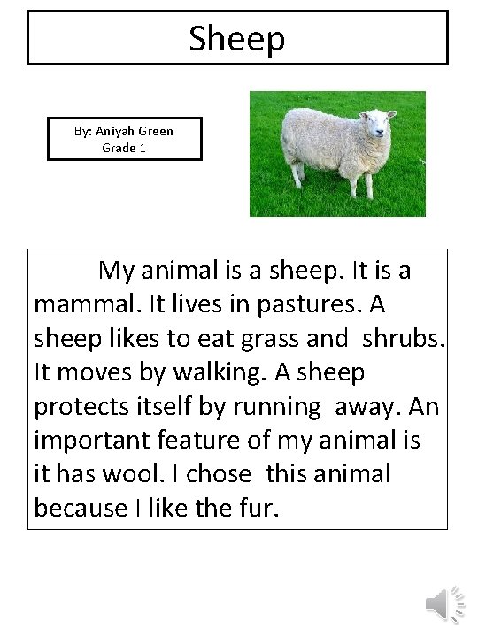 Sheep By: Aniyah Green Grade 1 picture My animal is a sheep. It is