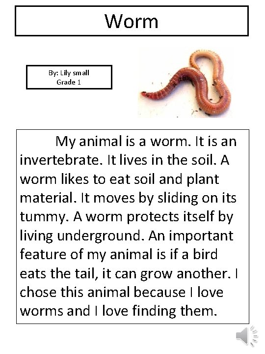 Worm By: Lily small Grade 1 picture My animal is a worm. It is