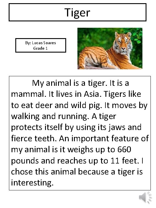 Tiger By: Lucas Soares Grade 1 picture My animal is a tiger. It is