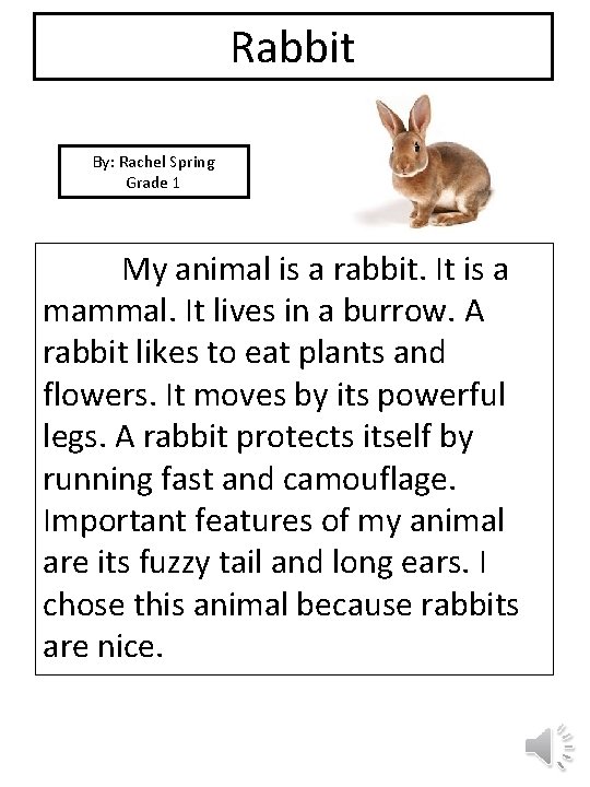 Rabbit By: Rachel Spring Grade 1 picture My animal is a rabbit. It is